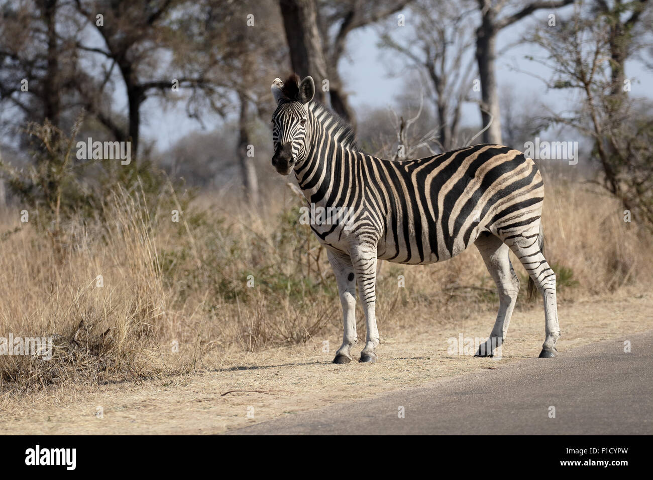 Ou des plaines, Equus quagga zebra Burchell, seul mammifère, Afrique du Sud, août 2015 Banque D'Images