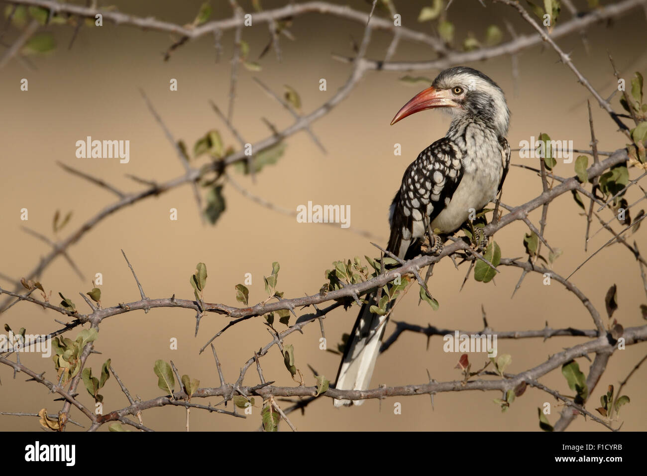 Calao à bec rouge, Tockus erythrorhynchus, seul oiseau sur la branche, Afrique du Sud, août 2015 Banque D'Images