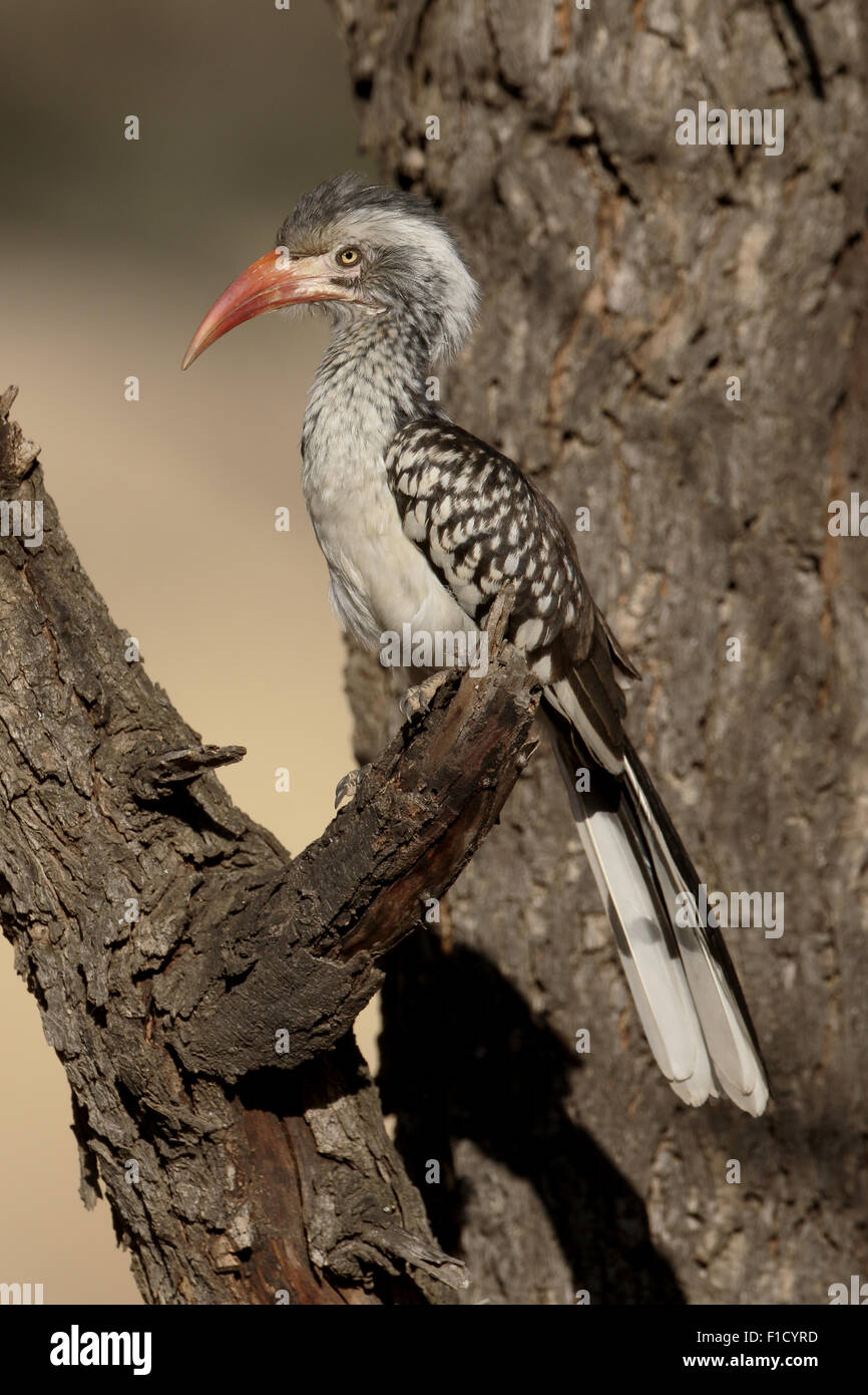 Calao à bec rouge, Tockus erythrorhynchus, seul oiseau sur la branche, Afrique du Sud, août 2015 Banque D'Images