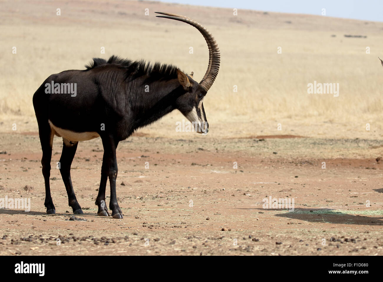Sable, Hippotragus niger, seul mammifère, Afrique du Sud, août 2015 Banque D'Images