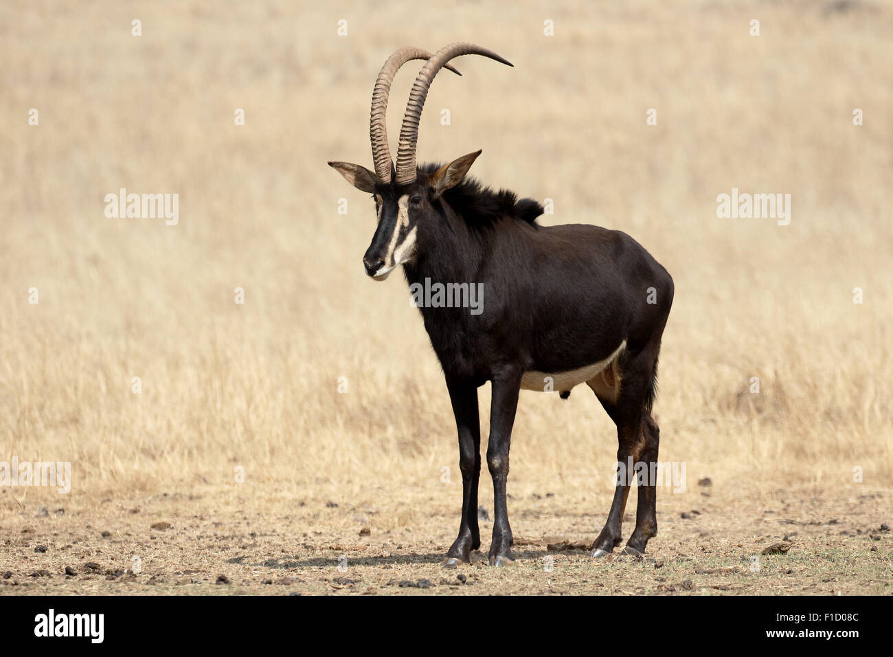 Sable, Hippotragus niger, seul mammifère, Afrique du Sud, août 2015 Banque D'Images