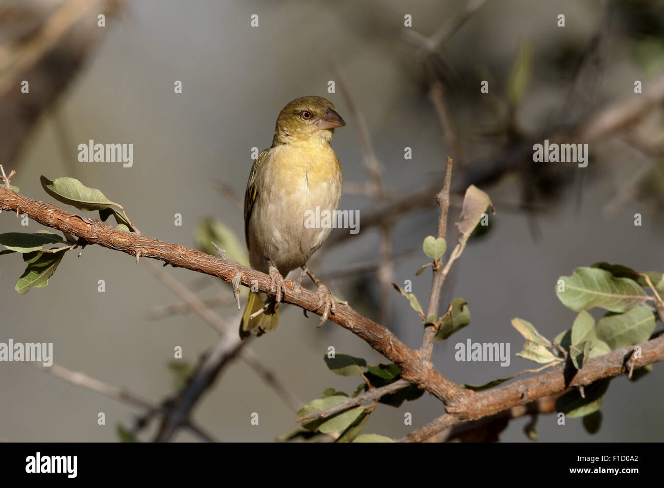 Le sud-masqué Ploceus velatus, Weaver, seule femelle sur branch, Afrique du Sud, août 2015 Banque D'Images