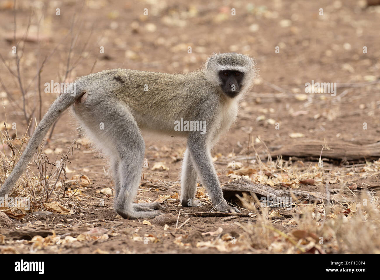 Un singe, Chlorocebus pygerythrus, seul mammifère, Afrique du Sud, août 2015 Banque D'Images
