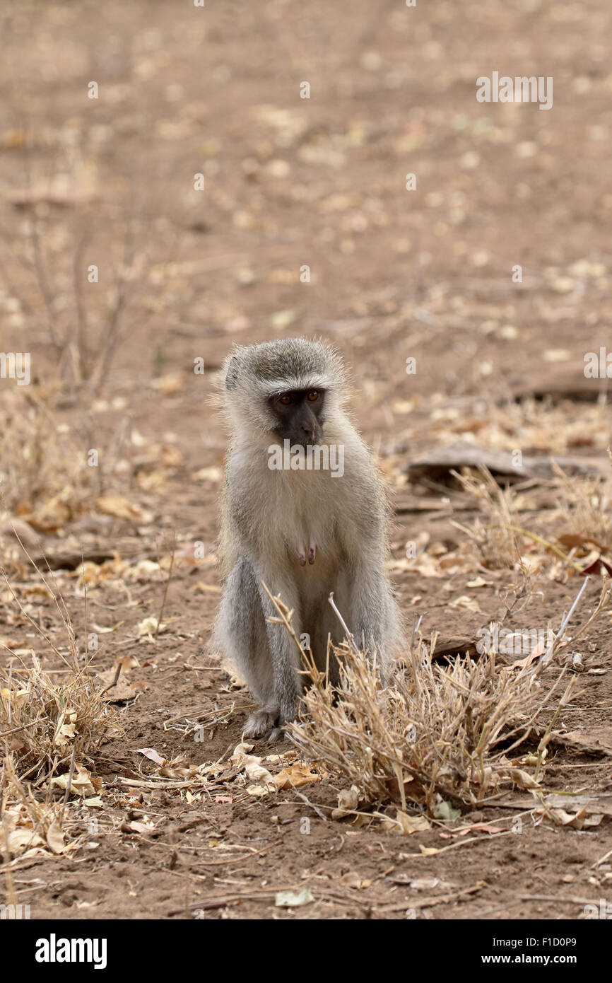 Un singe, Chlorocebus pygerythrus, seul mammifère, Afrique du Sud, août 2015 Banque D'Images