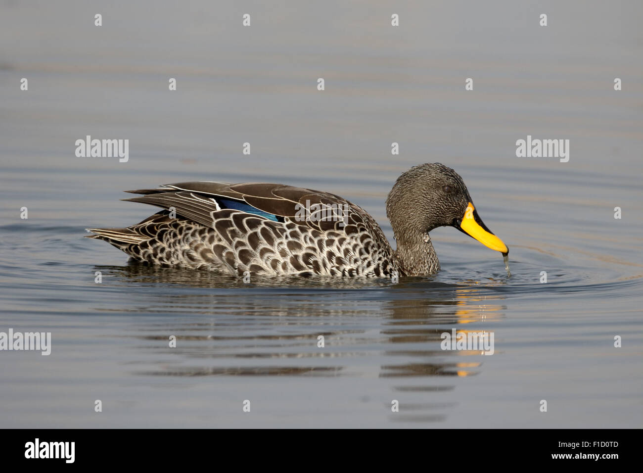 Canard à bec jaune, Anas undulata, seul oiseau sur l'eau, l'Afrique du Sud, août 2015 Banque D'Images