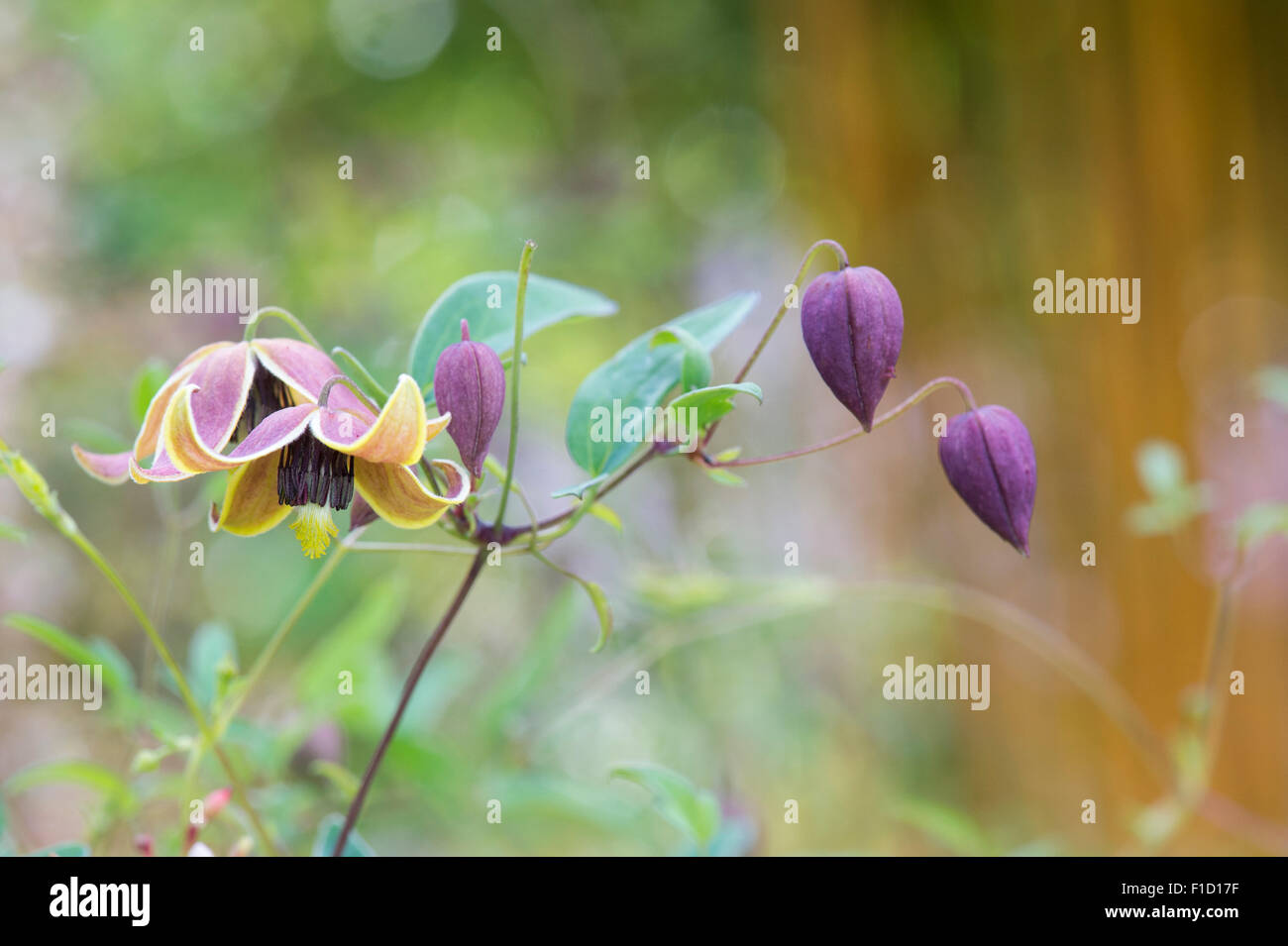 Clematis Tangutica 'My Angel' fleurit Banque D'Images