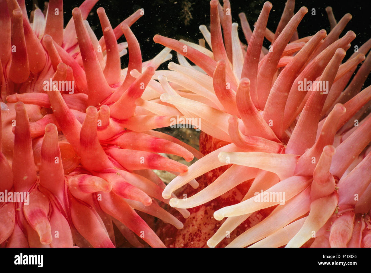 Tentacules de l'Anémone rouge du Nord (Tealia felina Urticina crassicornis ou), ouvert et le piégeage du plancton. Banque D'Images