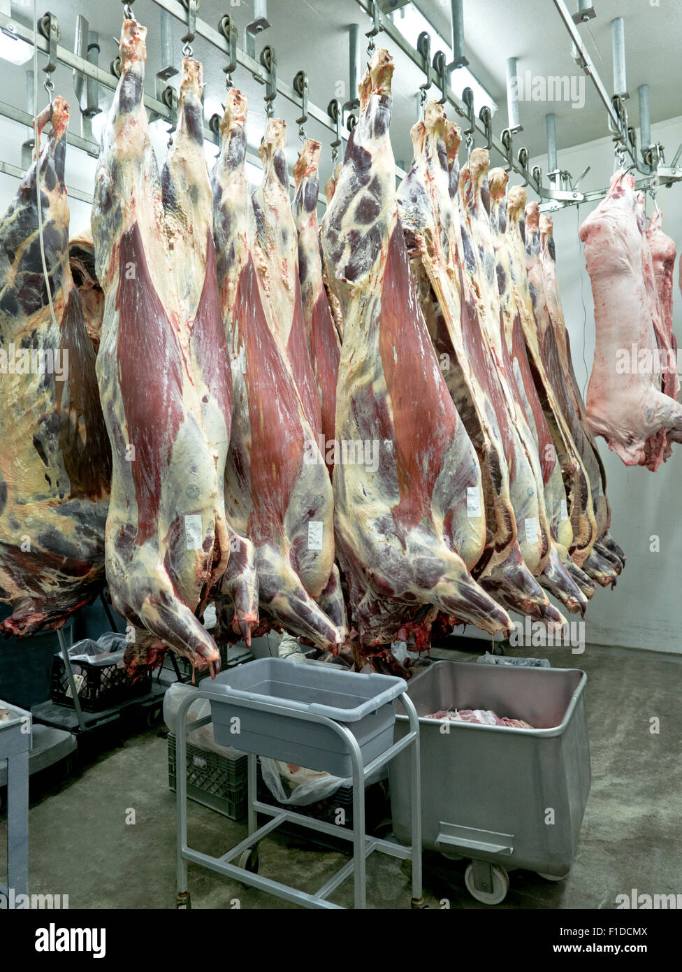 Le vieillissement des carcasses de boeuf et porc accroché dans le refroidisseur. Banque D'Images
