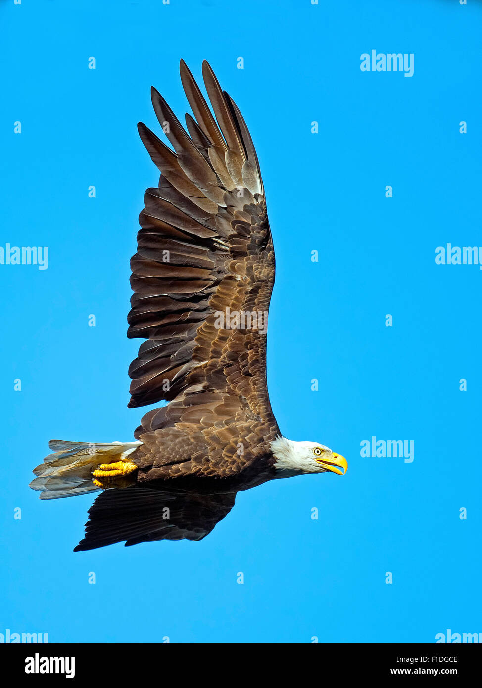 American Bald Eagle dans Fligt Banque D'Images