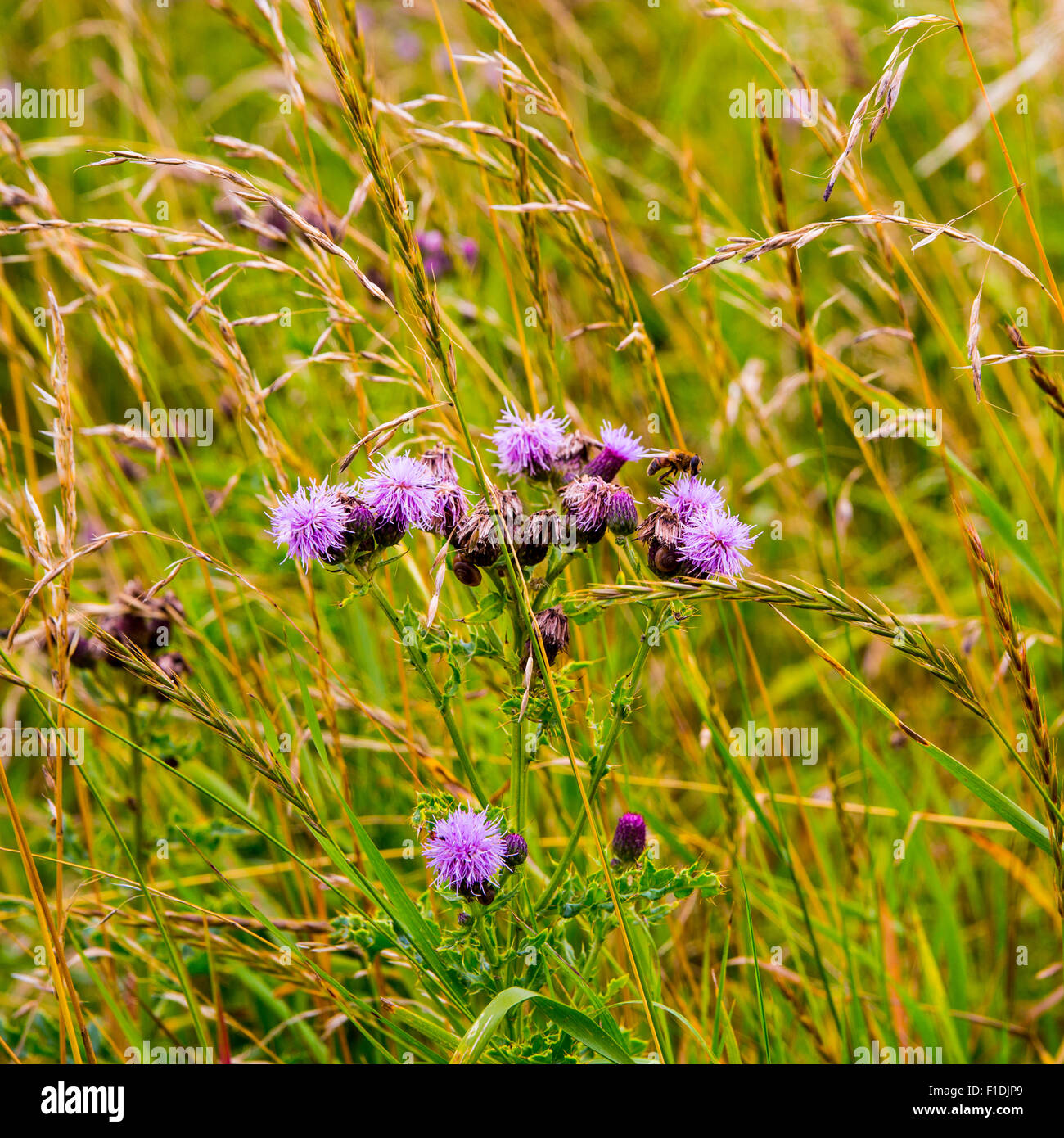 Photo de nombreuses fleurs pourpre chardon dans la nature entre l'herbe et autres plantes sauvages. Banque D'Images