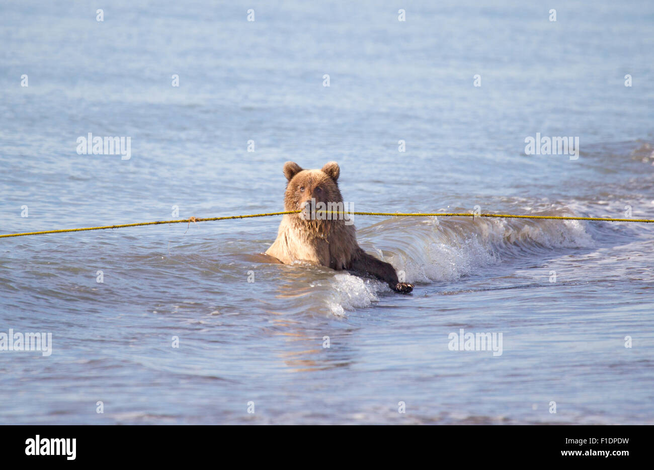 Grizzly Bear Cub jouer avec une corde dans l'Océan Banque D'Images