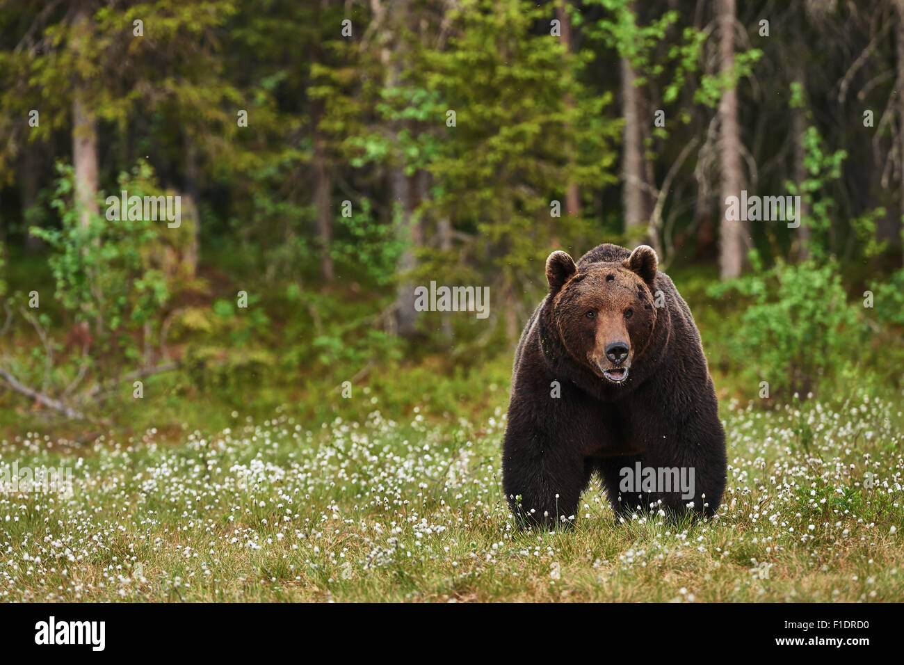 Belle grande ours brun attaque frontalement photographiés dans la taïga finlandaise Banque D'Images