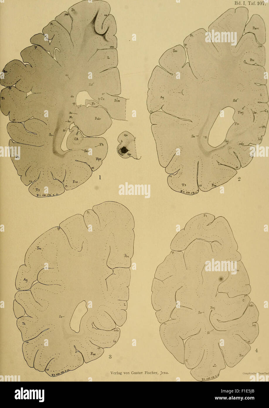 Cette revue de 1902 de la Medical and Natural Science Society of Iena présente divers articles scientifiques sur la médecine et les sciences naturelles, reflétant les recherches du début du XXe siècle. Banque D'Images