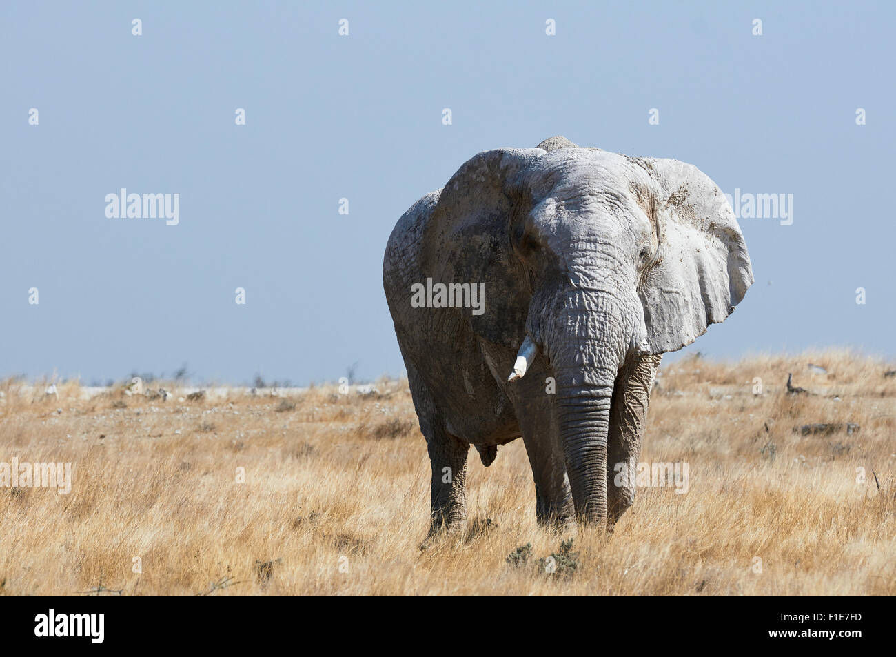 Une grande marche de l'éléphant dans la savane du Parc National d'Etosha en Namibie Banque D'Images