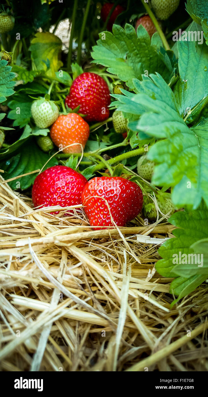 Champ de Fraises avec une fraise mûre, Close up Banque D'Images