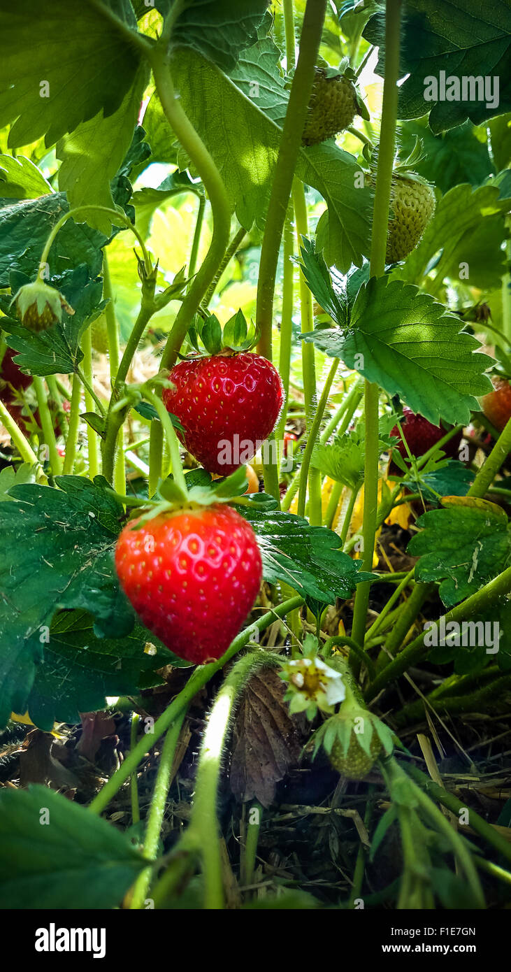 Champ de Fraises avec une fraise mûre, vertical Banque D'Images