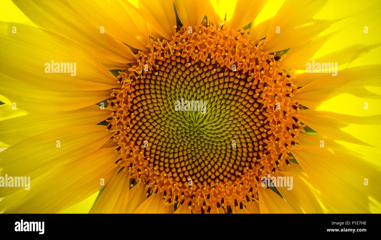 Close-up de tournesol avec copie espace horizontal, Banque D'Images