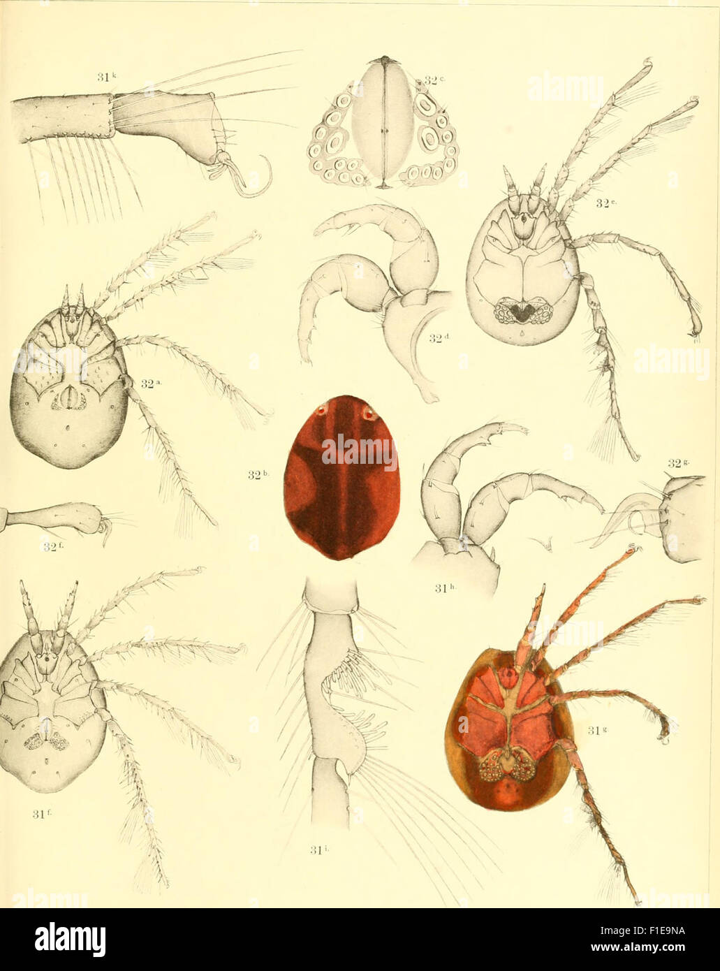 Ce travail de 1897 se concentre sur l'étude des hydrachnides (acariens de l'eau) en Allemagne, avec des illustrations et des descriptions de diverses espèces trouvées dans les environnements d'eau douce de la région. Banque D'Images