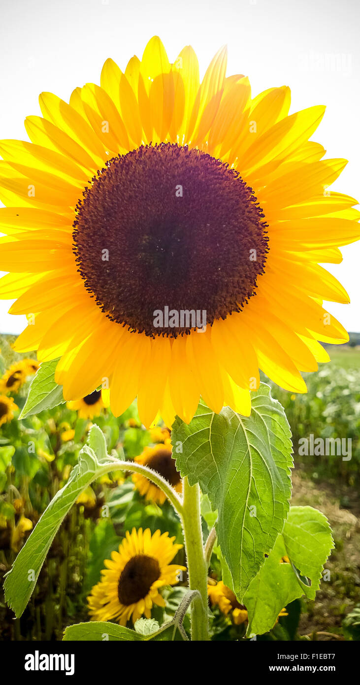 Domaine de tournesols en fleurs sur fond de coucher de soleil, Close up Banque D'Images