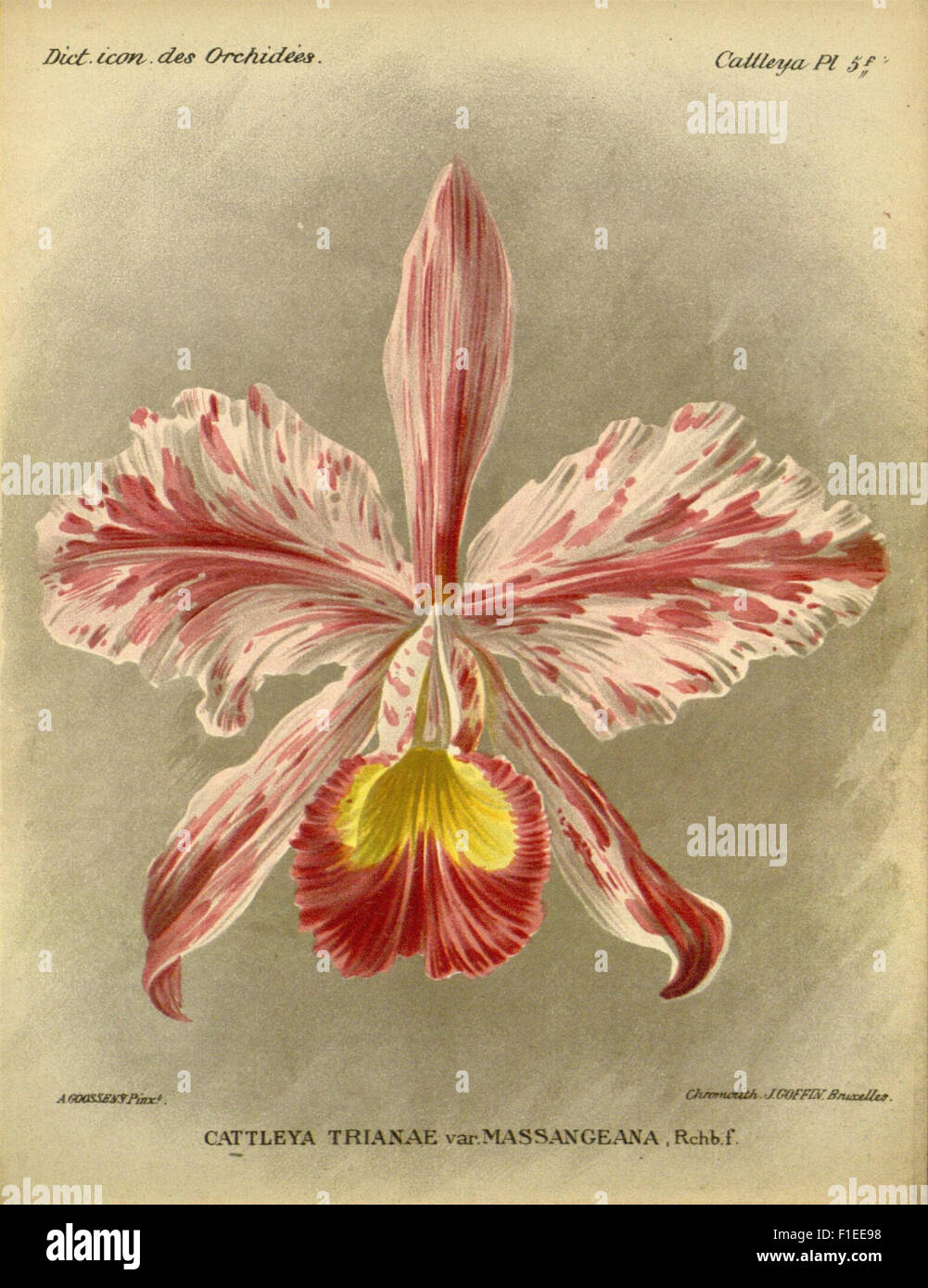 Le Dictionnaire iconographique des Orchidees est un ouvrage botanique détaillé présentant diverses espèces d'orchidées. Il fournit des illustrations et des descriptions détaillées des orchidées, servant de référence pour la classification et l'identification des orchidées. Banque D'Images