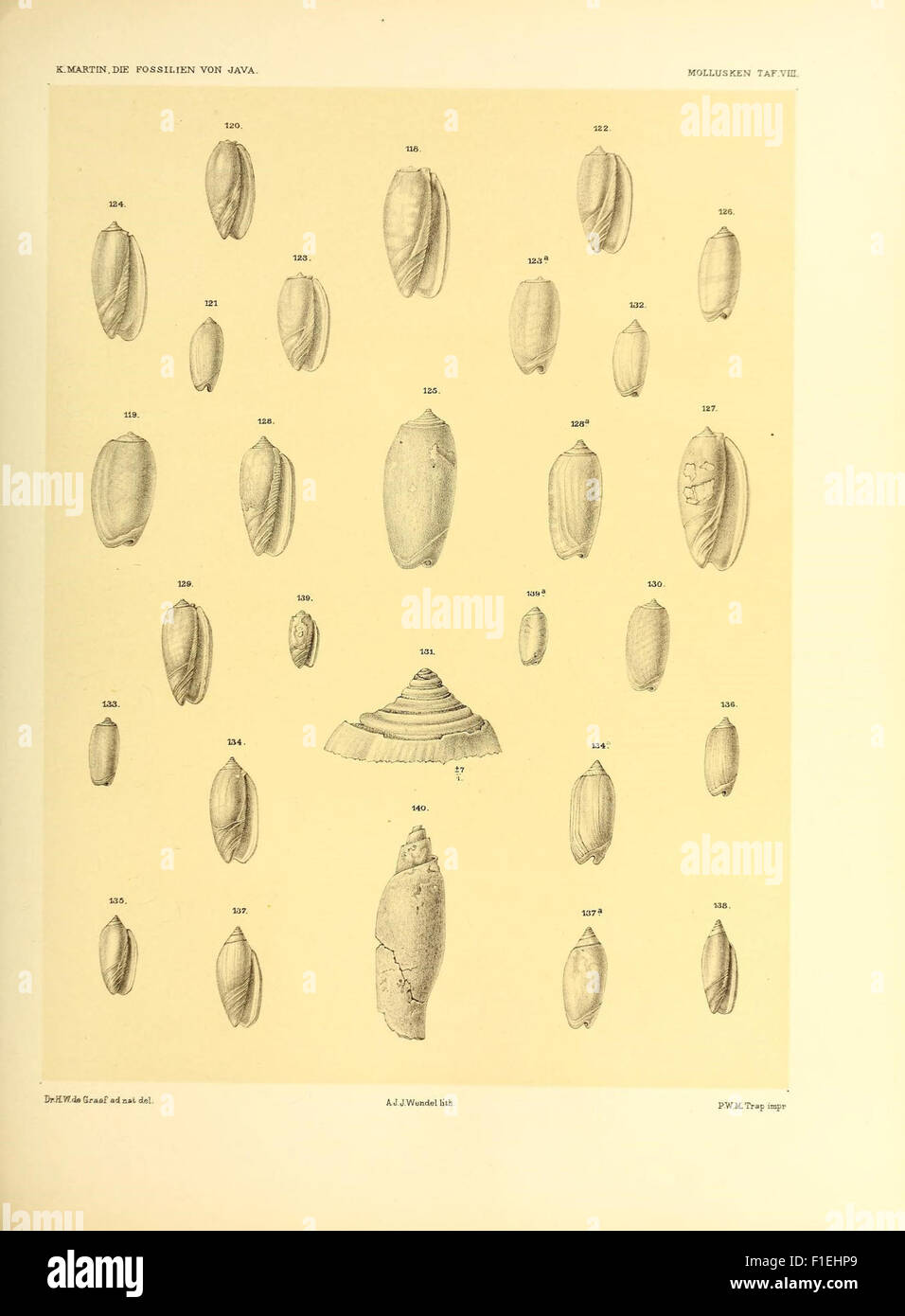 *Die Fossilien von Java* est une œuvre paléontologique documentant les restes fossilisés trouvés sur l’île de Java. Le livre comprend des descriptions détaillées des espèces fossilisées, y compris les mollusques, et fournit un aperçu de la vie préhistorique de la région. Banque D'Images