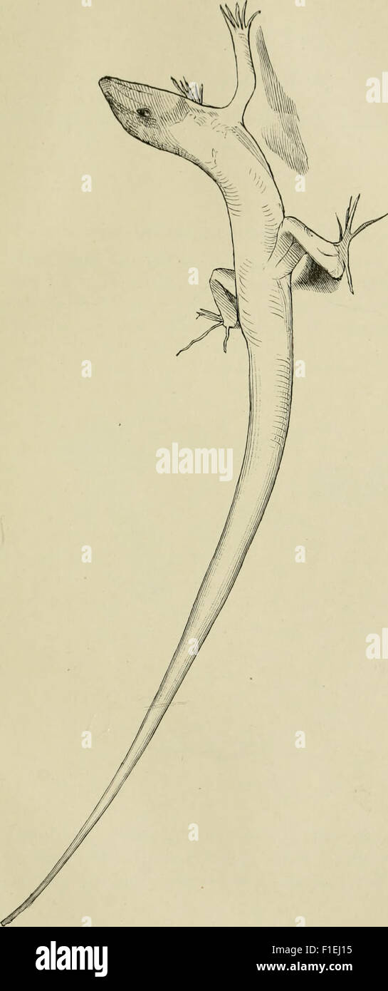 Die Funktionen des Centralnervensystems und ihre phylogenese (1900) Banque D'Images
