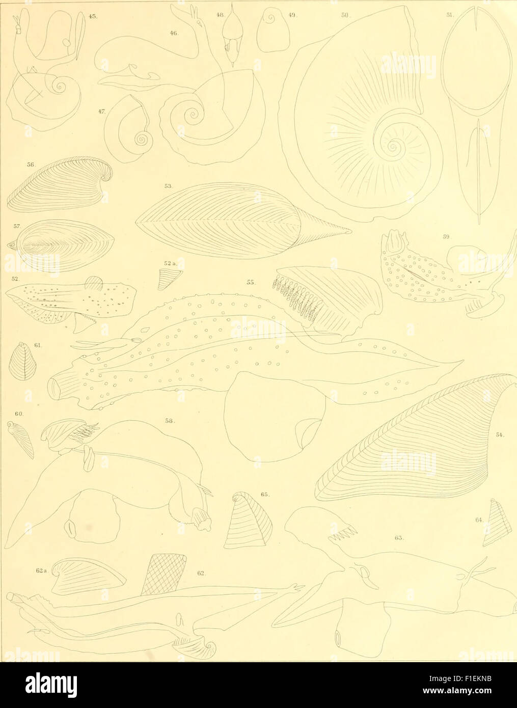 *Die Heteropoden der Siboga-Expedition* (1906) est un travail scientifique documentant les découvertes de l’expédition Siboga, en se concentrant spécifiquement sur les hétéropodes, un type de mollusque marin. Le livre contribue à la recherche malacologique, détaillant les nouvelles espèces découvertes au cours de l'expédition. Banque D'Images