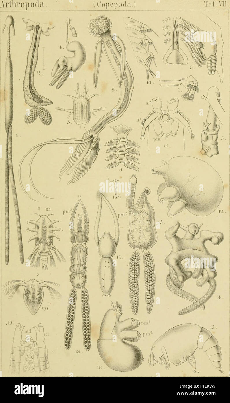 'Die Klassen und Ordnungen der Arthropoden' (1866) est une étude scientifique détaillée des arthropodes, illustrant leurs différentes classes et ordres à travers le mot et l'image. Le livre fournit des informations clés sur la classification des arthropodes. Banque D'Images