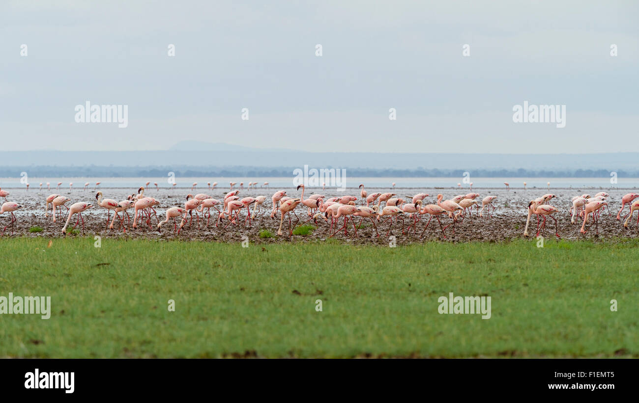 Le lac Manyara Tanzanie Flamingos Banque D'Images