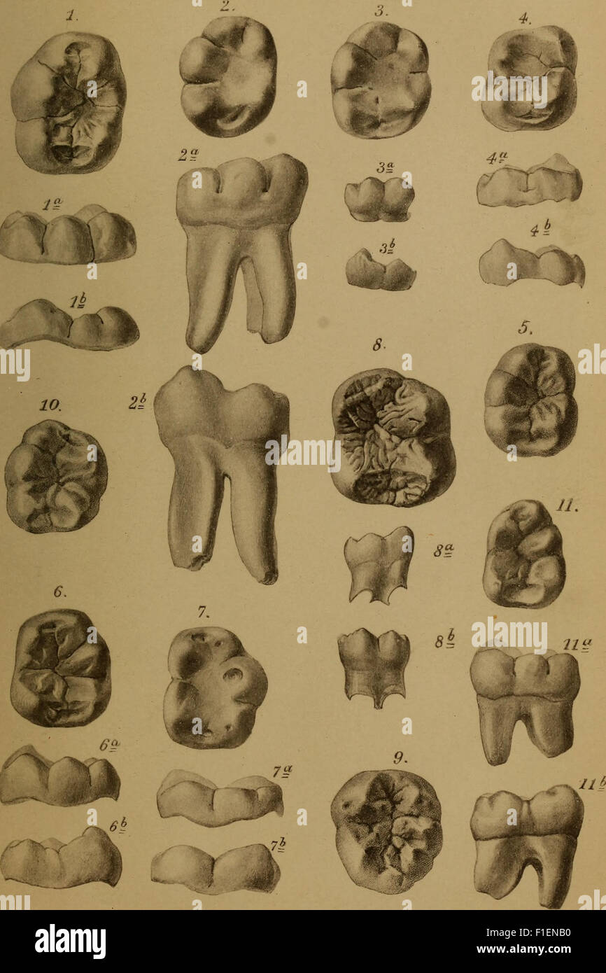 Die Zähne aus dem menschenähnlichen Bohnerz der Schwäbischen Alb (1898) Banque D'Images