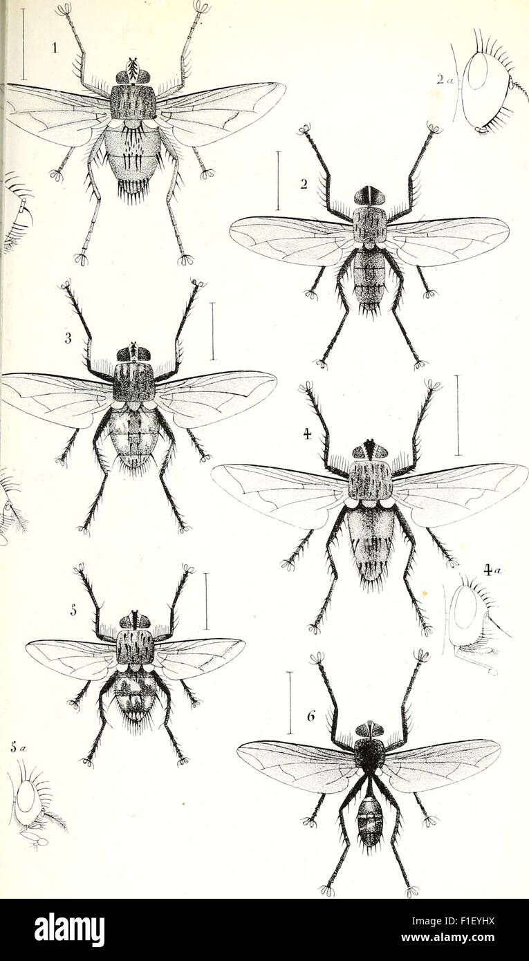 Ce livre français de 1838, 'Diptères exotiques nouveaux ou peu connus', illustre des espèces rares et exotiques de diptères, offrant un aperçu de l'étude d'insectes moins connus du XIXe siècle. Banque D'Images