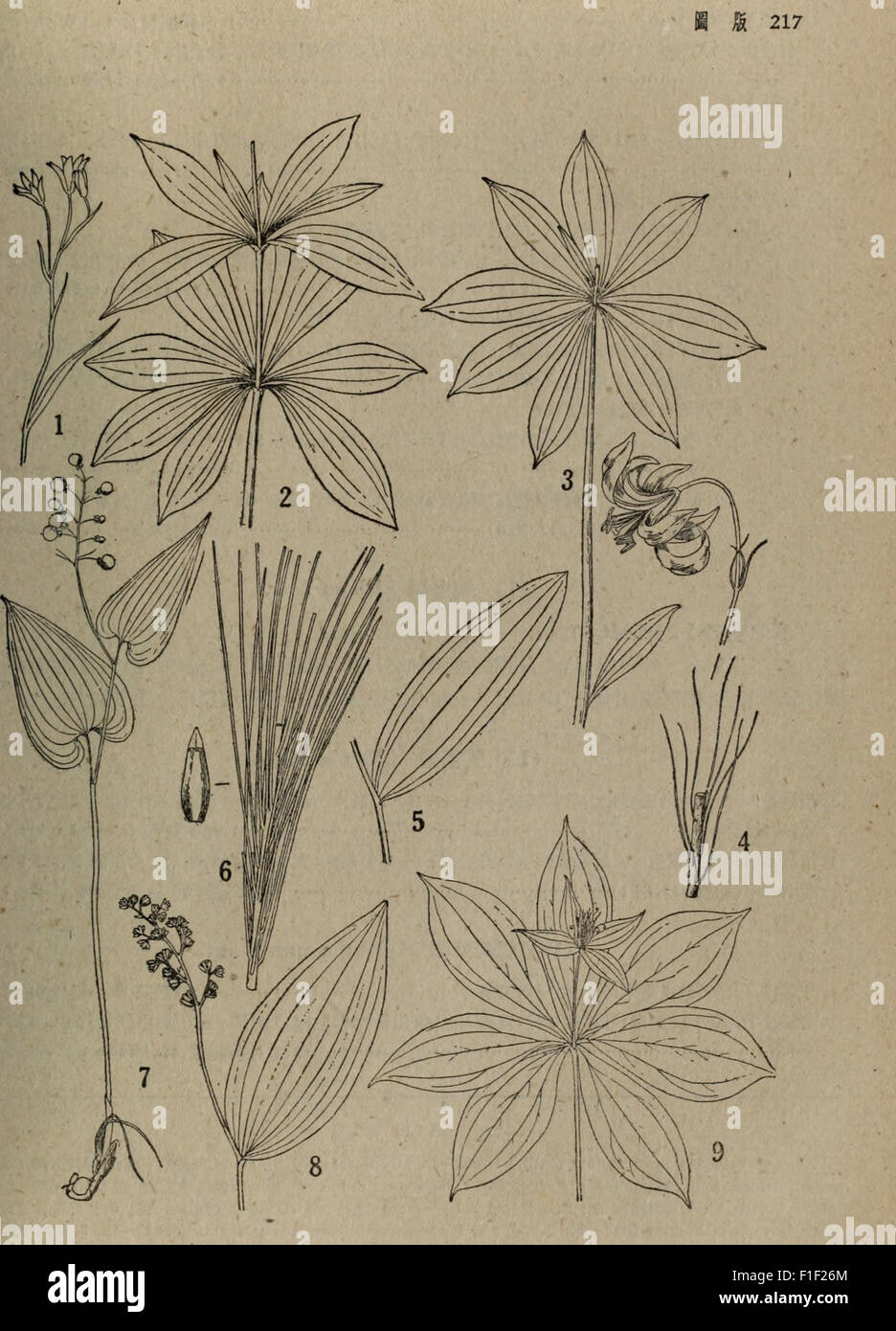 Dong BEI zhi wu jian suo biao (1959) est un catalogue d'espèces végétales trouvées dans les régions du nord-est de la Chine. Il fournit des illustrations détaillées et des descriptions de diverses espèces végétales indigènes de cette région, contribuant à la compréhension de la biodiversité locale. Banque D'Images