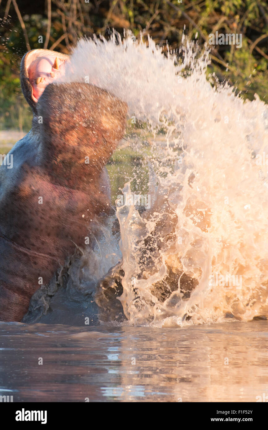 Hippopotamus amphibius hippopotame dans l'eau, violer Banque D'Images
