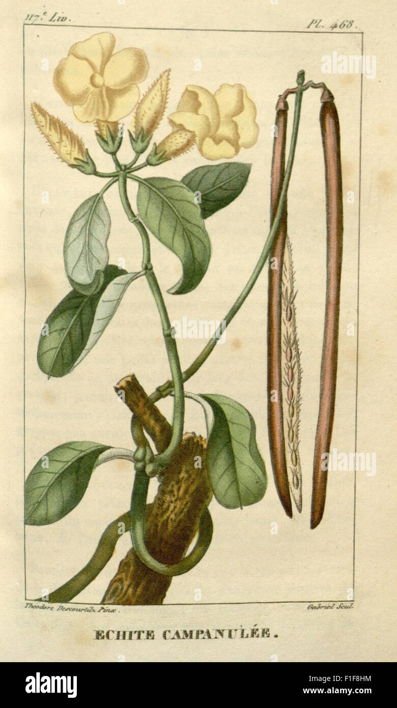 'Flore médicale des Antilles' est un ouvrage botanique sur les plantes médicinales des Antilles. Il fournit des descriptions détaillées et des illustrations de plantes utilisées pour la médecine traditionnelle, qui font partie de la collection Missouri Botanical Garden. Banque D'Images