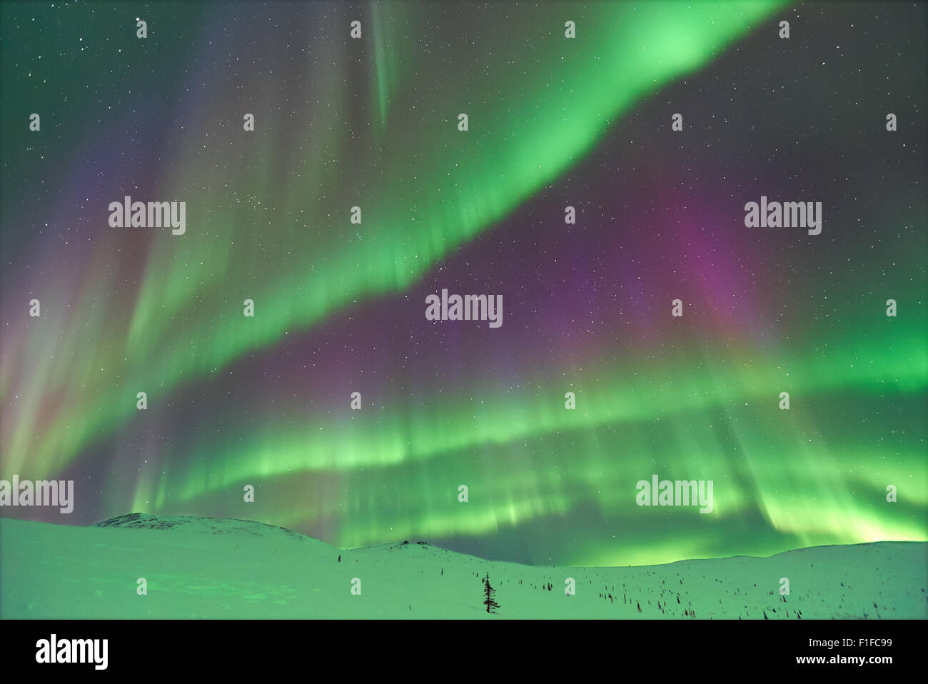 Aurore boréale / Northern Lights en Alaska Banque D'Images