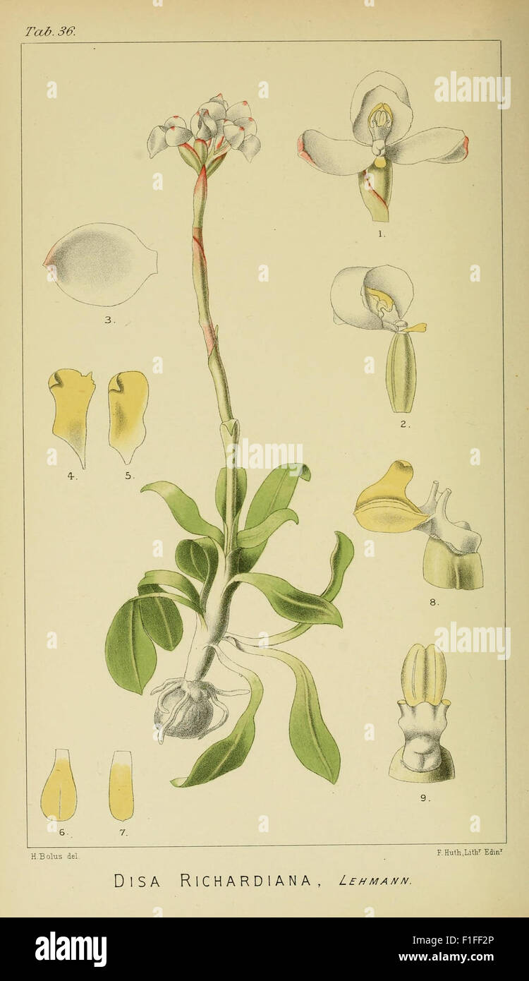 Ce travail botanique présente des illustrations détaillées d'orchidées d'Afrique australe et d'autres régions extra-tropicales. Il met en évidence les diverses espèces de la famille des Orchidaceae, contribuant ainsi à l'étude de la diversité mondiale des orchidées. Banque D'Images