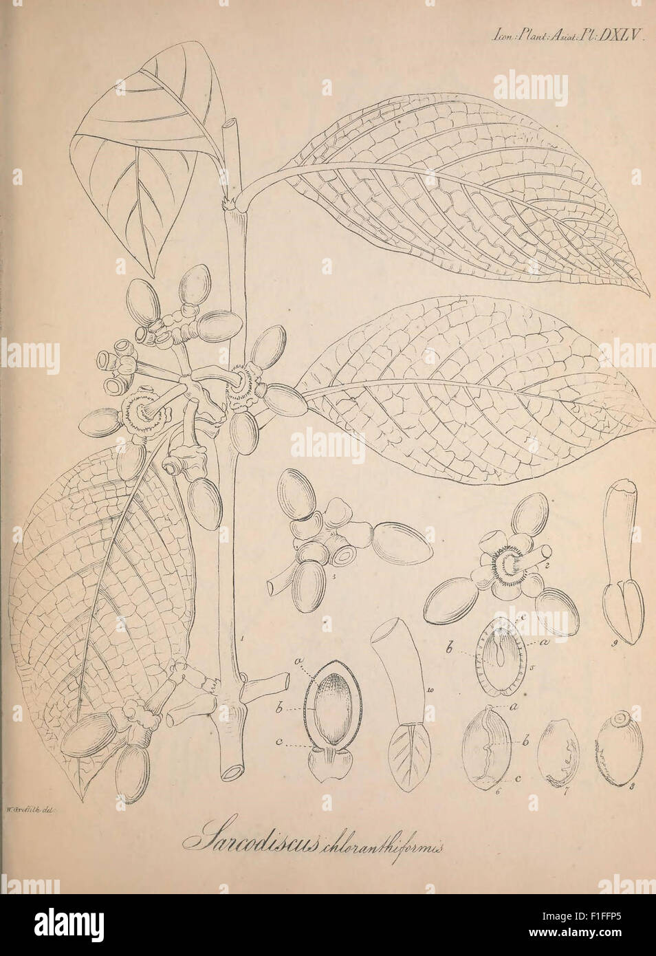 Cette œuvre botanique 'icones plantarum asiaticarum' présente des espèces végétales d'Asie, contribuant à l'étude de la flore asiatique et fournissant des illustrations précieuses pour la recherche botanique. Banque D'Images