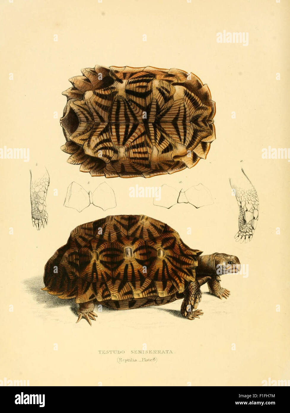 Ce travail présente des illustrations détaillées et des descriptions de la zoologie sud-africaine, mettant en évidence les animaux indigènes et leurs habitats. Il offre une exploration visuelle de la riche biodiversité de la région. Banque D'Images