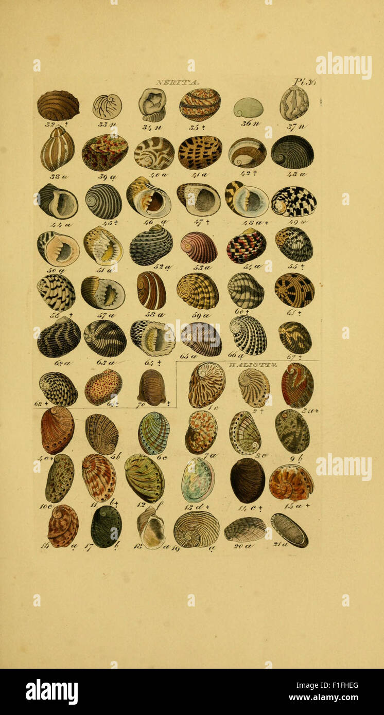 « Index Testaceologicus », un ouvrage vintage axé sur la classification des mollusques et des coquillages, fournissant des illustrations détaillées de diverses espèces. Ce catalogue historique a joué un rôle déterminant dans l'étude précoce des mollusques et de la vie marine. Banque D'Images