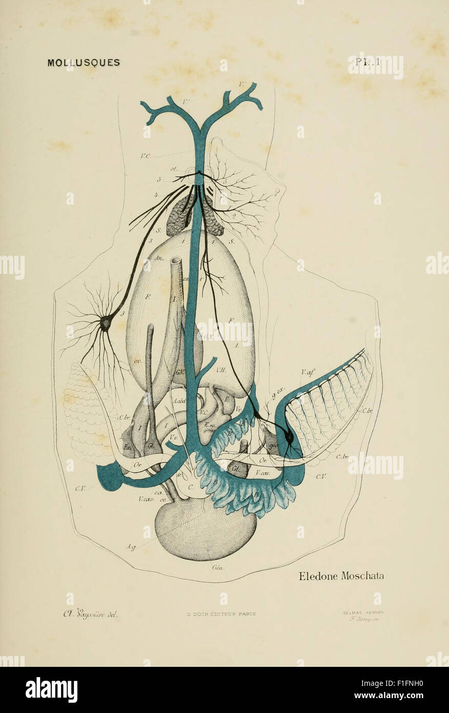 *Atlas d'anatomie comparée des invertébrés* (planche 1) est un guide anatomique des invertébrés, présentant des illustrations détaillées de divers groupes tels que les Arthropodes, les Cnidaires, les Ctenophores, les Echinodermata, etc. Le travail vise à comparer l'anatomie de différentes espèces d'invertébrés, contribuant de manière significative à l'étude de la biologie et de l'anatomie comparée des invertébrés. Banque D'Images