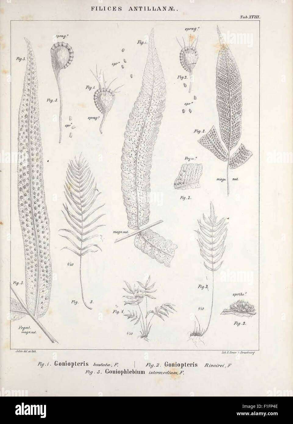 « Mémoires sur la famille des fougères » est une étude botanique sur les fougères, documentant leur classification, leurs espèces et leurs caractéristiques. Il fournit un examen complet de la biologie des fougères et de leur importance écologique. Banque D'Images