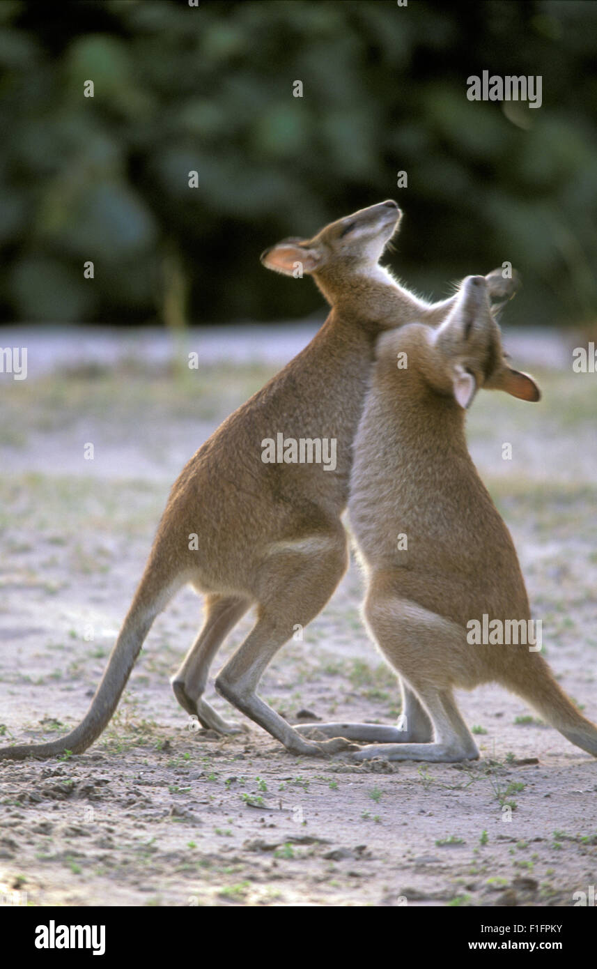 BOXE AGILE WALLABIES (MACROPUS AGILIS), STRADBROKE ISLAND, MORETON BAY, CÔTE D'OR DU QUEENSLAND, AUSTRALIE. Banque D'Images