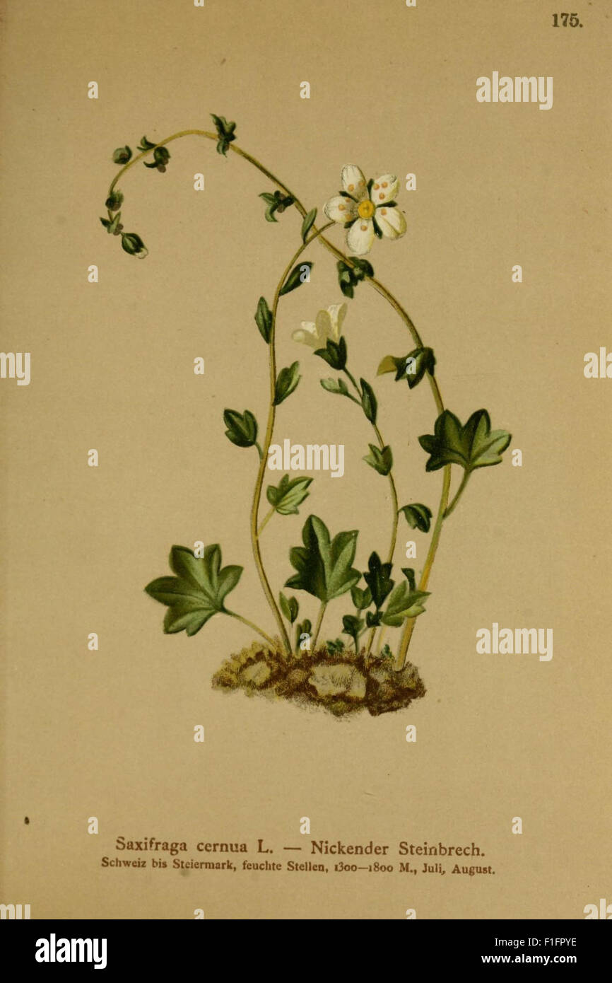 'Atlas der Alpenflora' est un atlas botanique axé sur la flore de la région alpine. Le travail comprend des illustrations détaillées et des descriptions des plantes trouvées dans les Alpes, ce qui en fait une ressource importante pour les botanistes et les amateurs de plantes. Banque D'Images