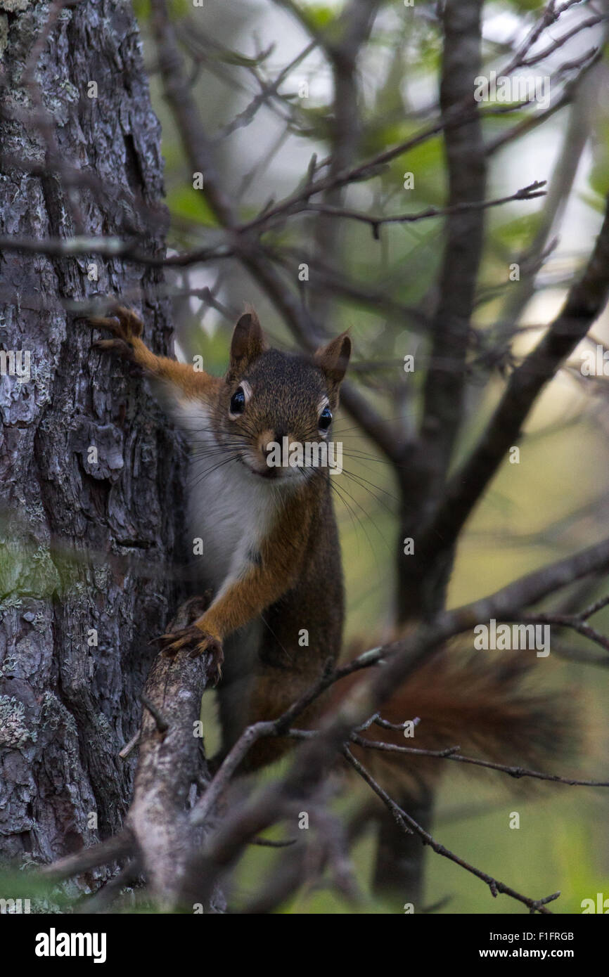 Maine écureuil dans un arbre rouge Banque D'Images