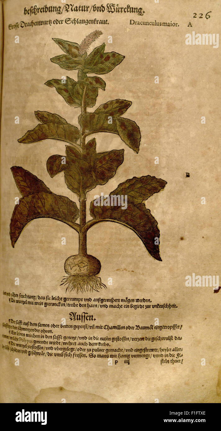 'New Kreterbuch' est un travail botanique et pharmacologique précoce axé sur les espèces végétales et les utilisations médicinales, s'appuyant sur les connaissances médicales historiques de textes anciens comme Dioscoride. Il constitue une référence essentielle pour les études précoces de pharmacognosie et de materia medica. Banque D'Images