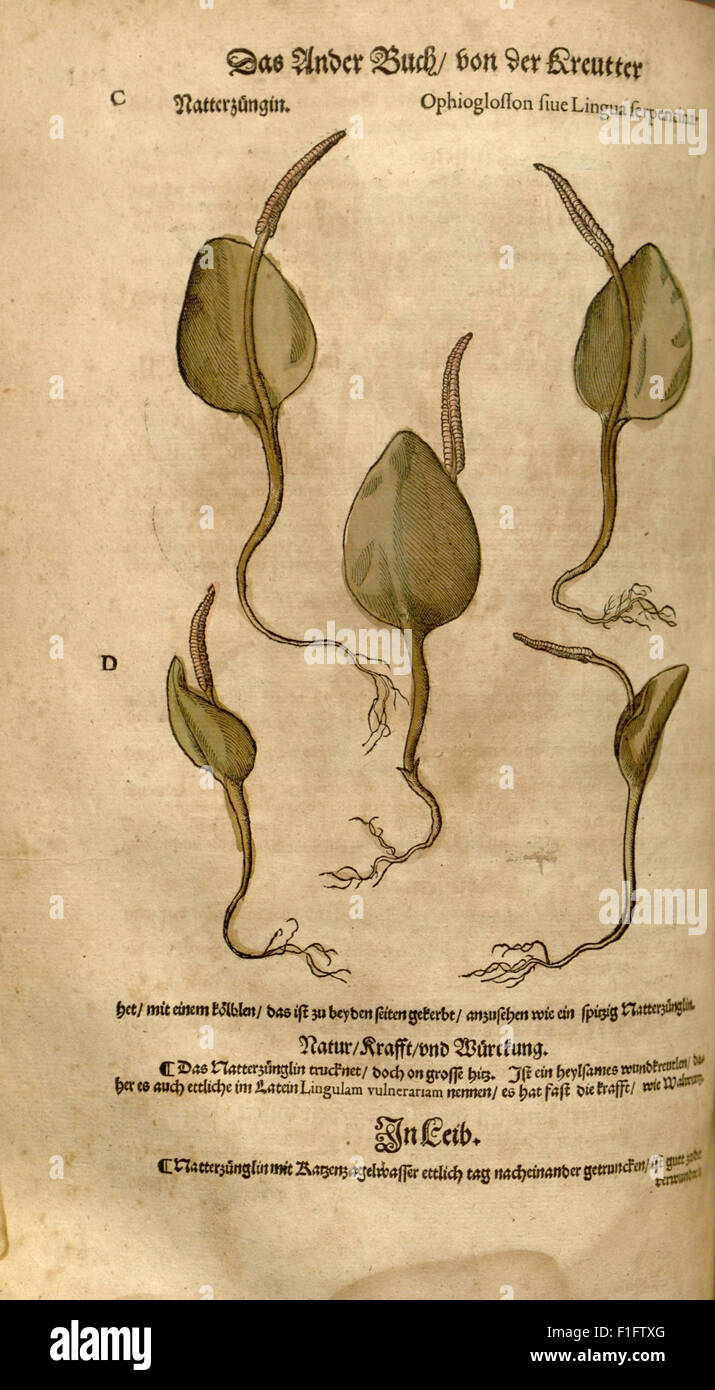 *New Kreterbuch* explore l'intersection de la botanique et des plantes médicinales, en faisant référence aux travaux de Dioscoride *de Materia Medica*. Il comprend des illustrations et des descriptions de plantes médicinales, conservées dans la bibliothèque Peter H. Raven du jardin botanique du Missouri. Banque D'Images