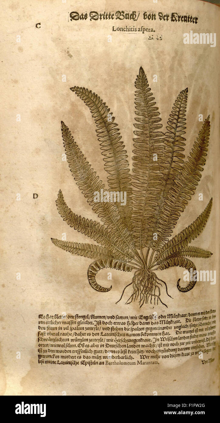 Le 'New Kreterbuch' est un ouvrage botanique et médical datant des premiers temps modernes qui fait référence à 'de materia medica' de Dioscoride et catalogue les plantes médicinales, fournissant un aperçu précoce de la pharmacognosie et des traitements à base de plantes. Banque D'Images