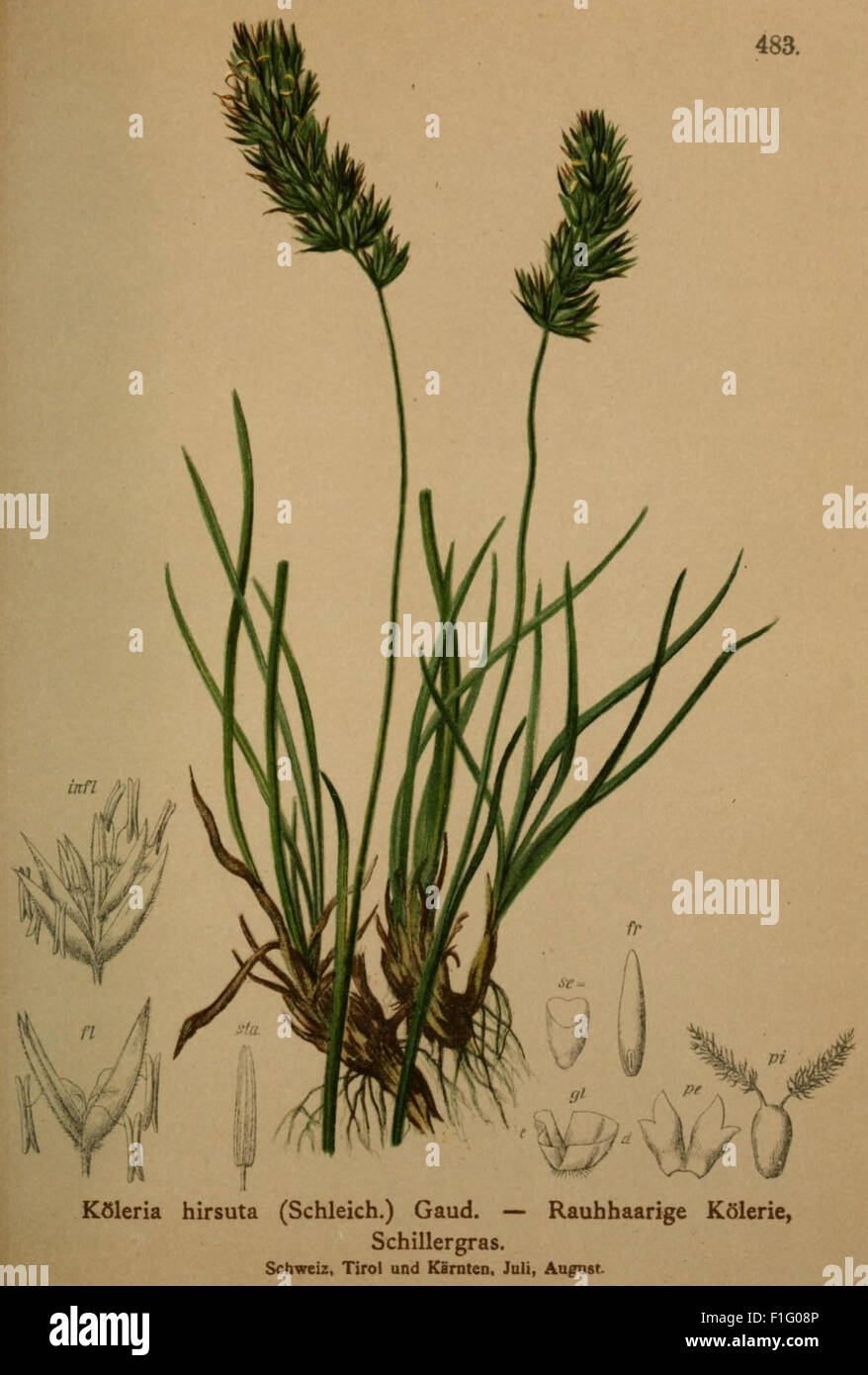 'Atlas der Alpenflora' est un atlas botanique complet détaillant la flore des Alpes. Il comprend des illustrations de plantes alpines, servant de ressource précieuse pour les botanistes et ceux qui étudient les écosystèmes de montagne et la diversité végétale dans les régions alpines. Banque D'Images