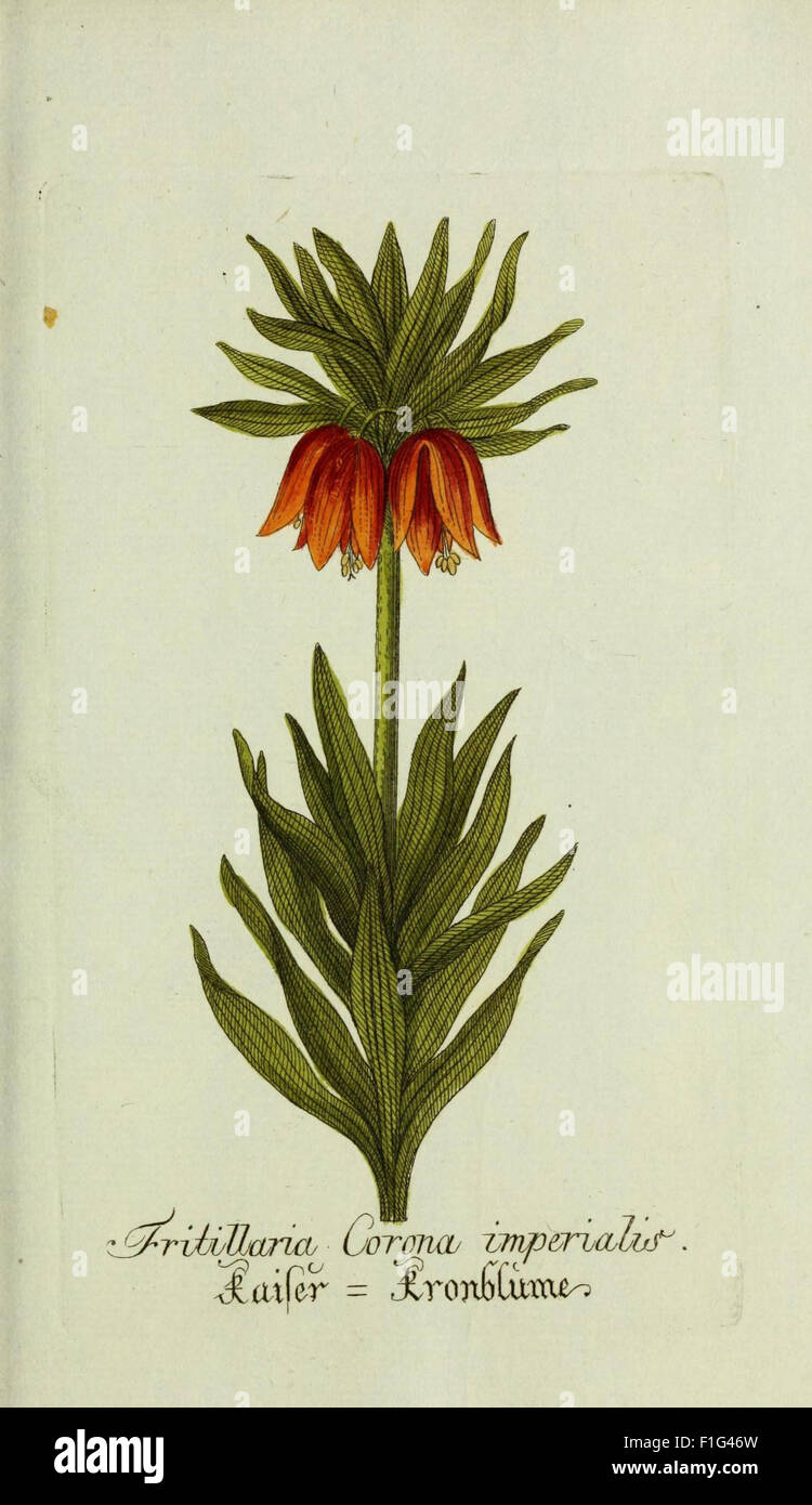 Plantarum et indigenarum exoticarum ad vivum coloratae icones, de l'Oder, Sammlung nach der Natur gemalter Abbildungen und Pflanzen inn- ausländlischer, für Liebhaber der Botanik und Beflissene Banque D'Images