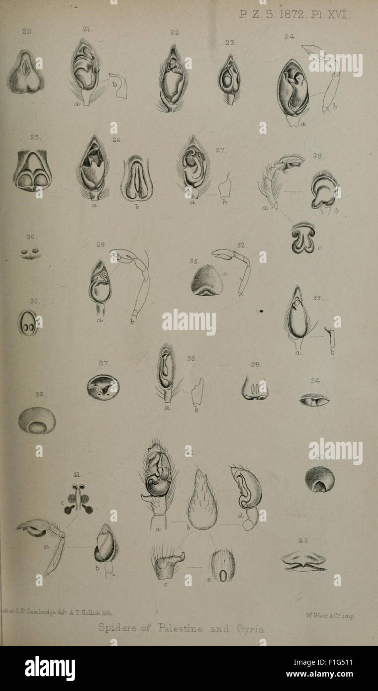 Ce périodique, publié par la Zoological Society of London, présente des articles scientifiques sur la biologie animale, la taxonomie et les études comportementales. Il constitue une ressource importante pour les zoologistes et les historiens de la nature intéressés par la recherche animale. Banque D'Images